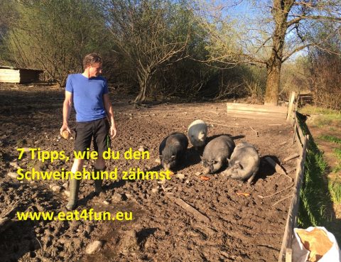 7 Tipps, wie du den Schweinehund zähmst